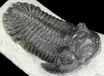 Bargain, Hollardops Trilobite - Very Large Example #80646-3